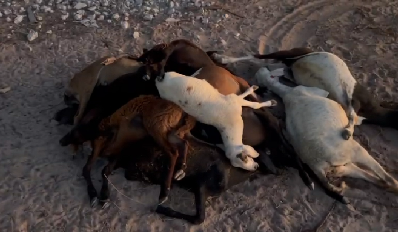 Mais de 40 ovelhas morrem após ingestão de ração industrializada em Araci