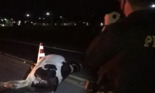 Animal na pista causa grave acidente na BR 410. Motociclista ficou em estado gravíssimo