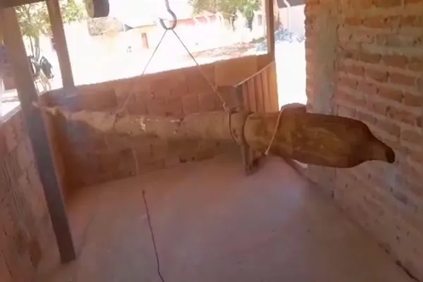 Aipim de 9 kg surpreende dono de roça na zona rural de Canarana, na BA