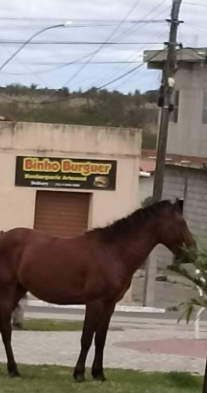 Santaluz: Animais Soltos  em Vias Públicas Tomam  Conta  de Ruas e Praças