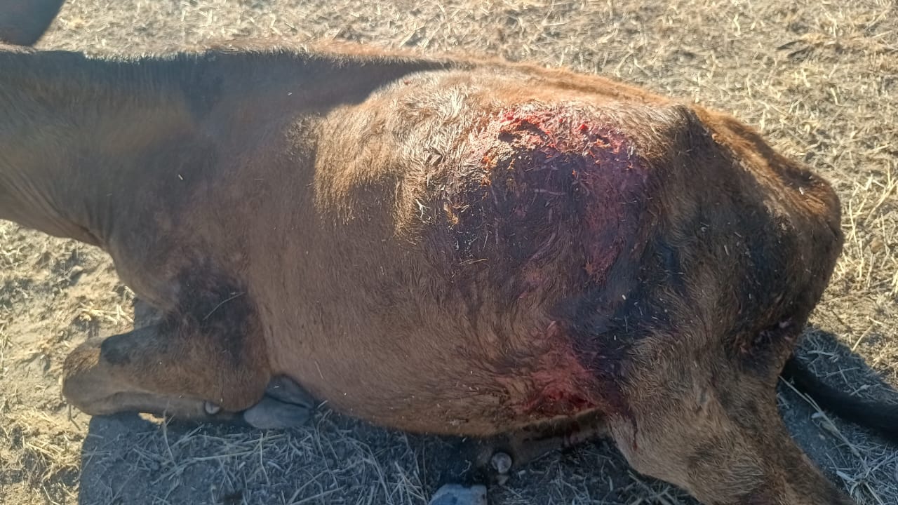 Queimadas: Cães invadem propriedade  Rural  e matam bezerro