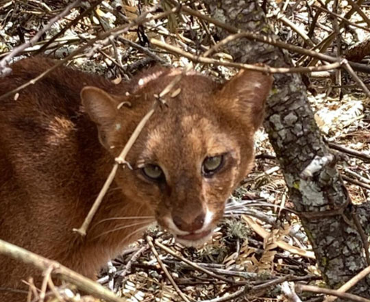 Desidratado e com ferimentos, filhote de jaguatirica é resgatado em quintal de casa em Conceição do Coité