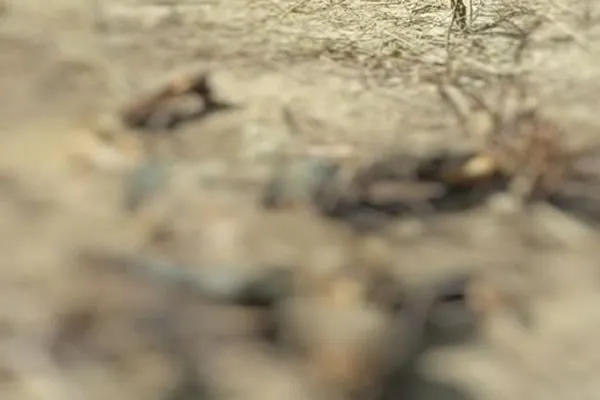 Ossada humana é encontrada no município de Quixabeira