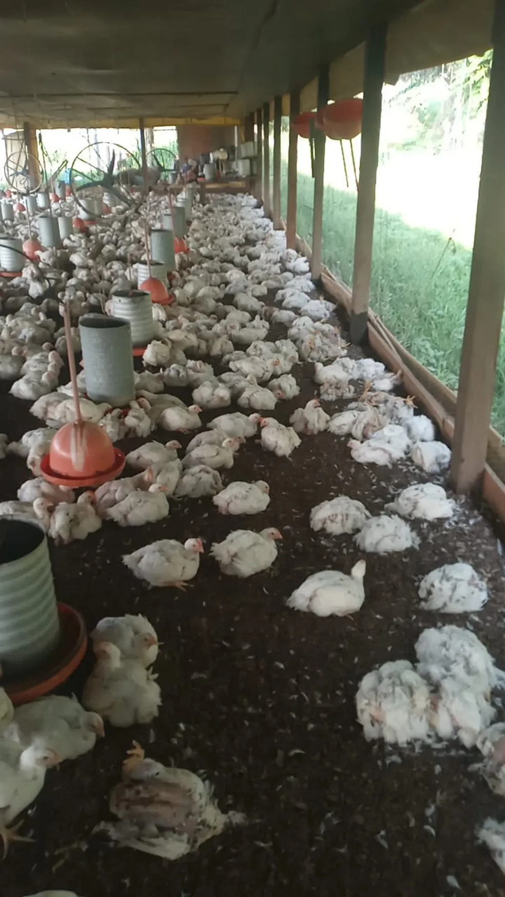 Mais de mil frangos morrem por conta do calor registrado no AC: ‘nunca teve um fenômeno como esse’