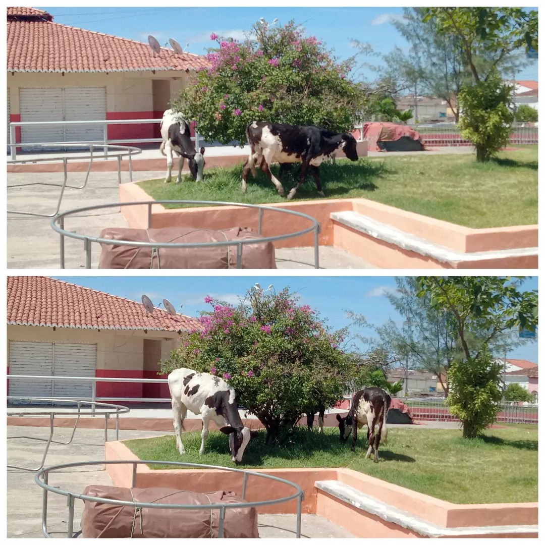 Animais são flagrados pastando em praça pública em  Queimadas