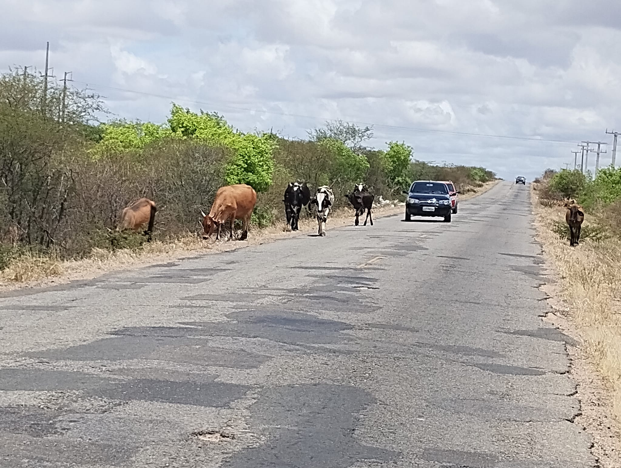Animais soltos na pista preocupam motoristas que trafegam na BA 120