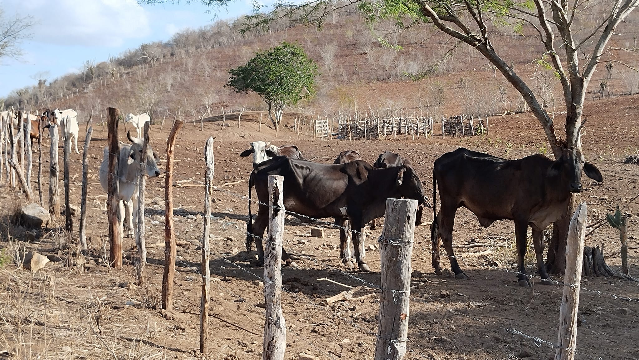  Serra Preta: A Seca que Castiga 