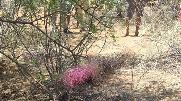 Desfecho trágico: Jovem sequestrado em Sento Sé é encontrado morto