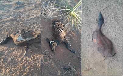 Cães atacam e matam 15 ovelhas no Povoado de Tanque Bonito, município de Barrocas