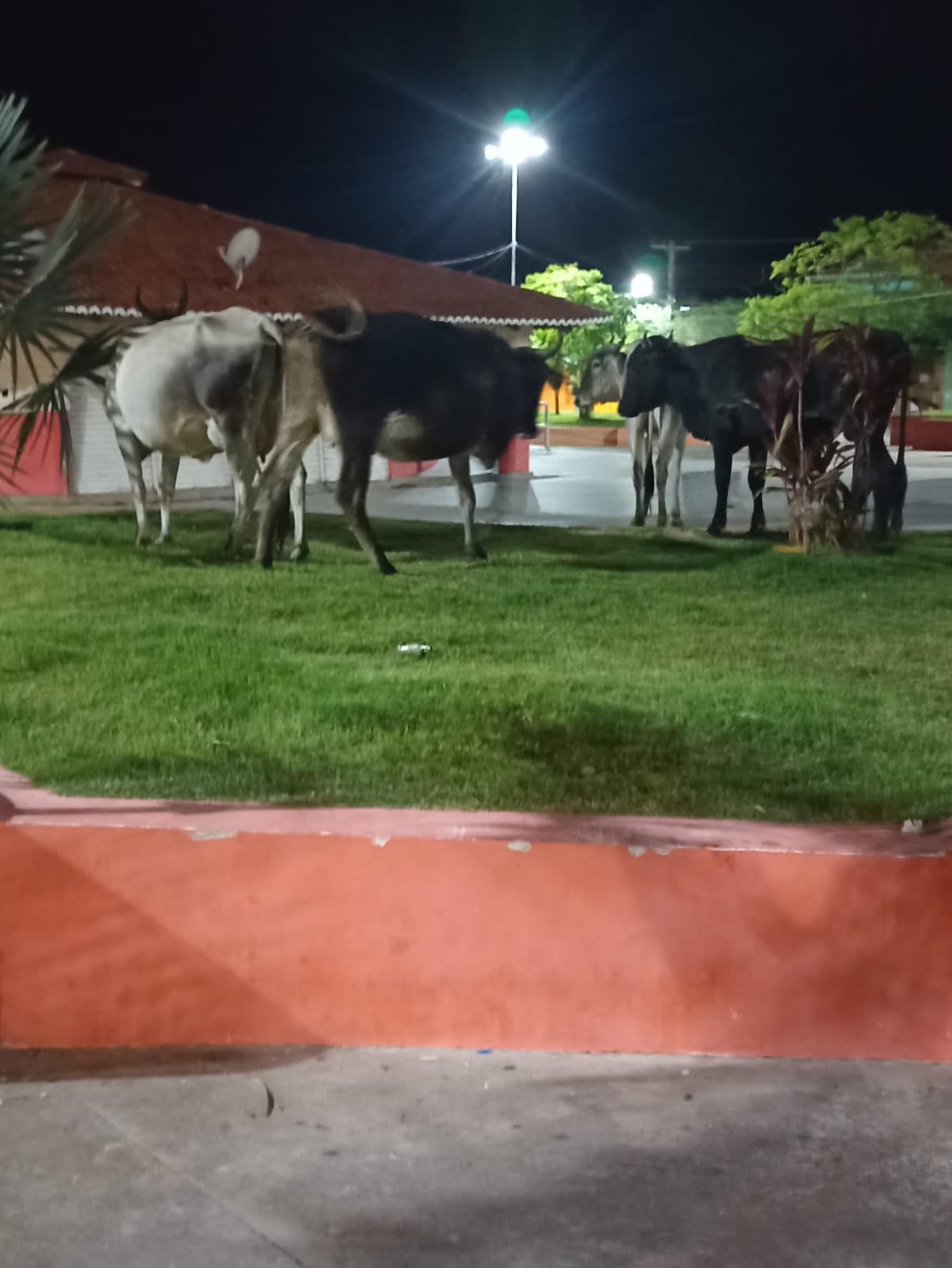 Vacas pastam pelas Ruas e Praças da Cidade em Queimadas