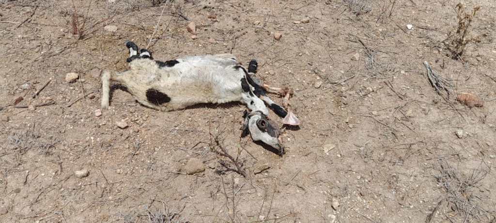 Cansado de tanto prejuízo com ataques de cães ao seu rebanho de ovinos, produtor rural desiste da criação