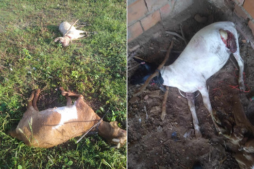 Barrocas: cães matam ovelhas em Lagoa Redonda, agricultor lamenta “as últimas que eu tinha”