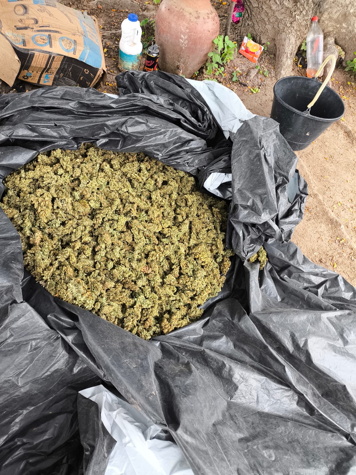 Três são presos em fazenda com 10 mil pés de maconha em Monte Santo