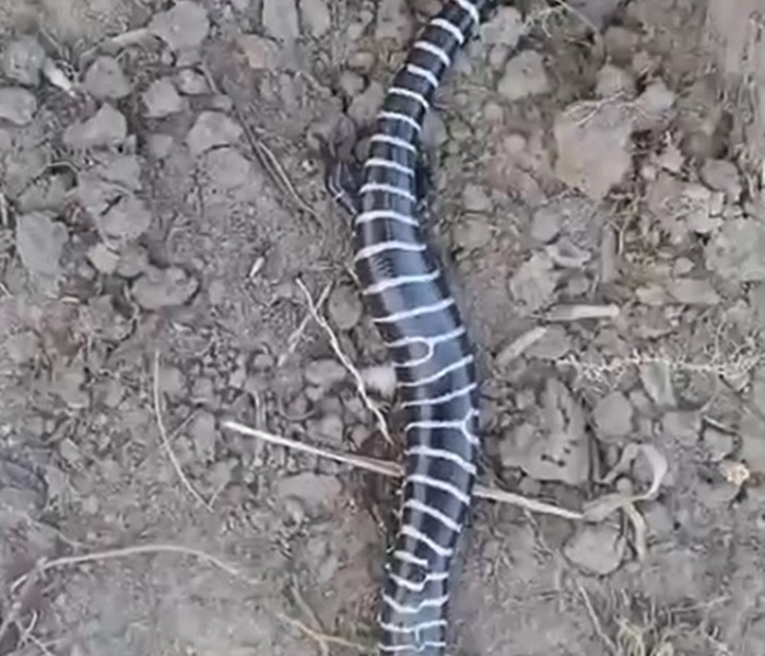 Calango raro é achado em Queimadas; veterinária comenta