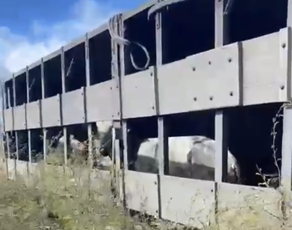 Três bois morrem após carreta tombar entre Monte Santo e Euclides da Cunha