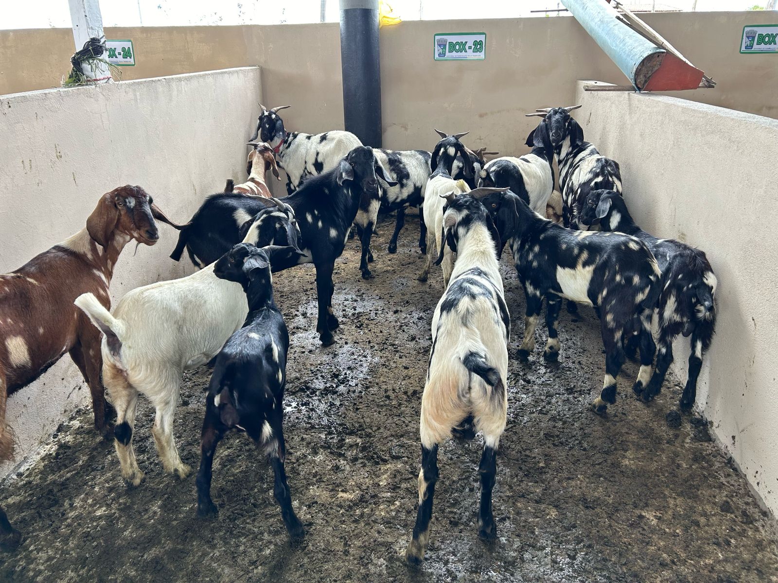 MP recomenda apreensão de animais na BA-120; veja em quais trechos