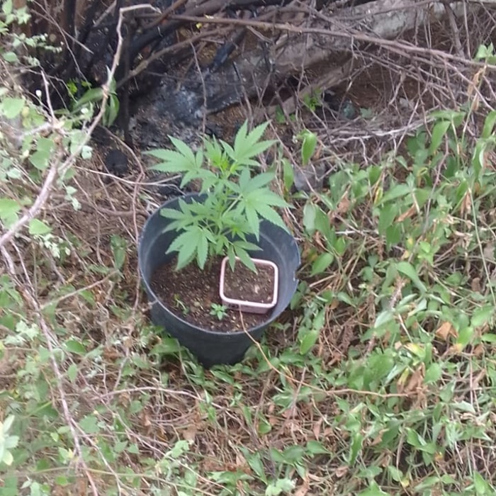 PM acha e apreende planta de maconha em Queimadas