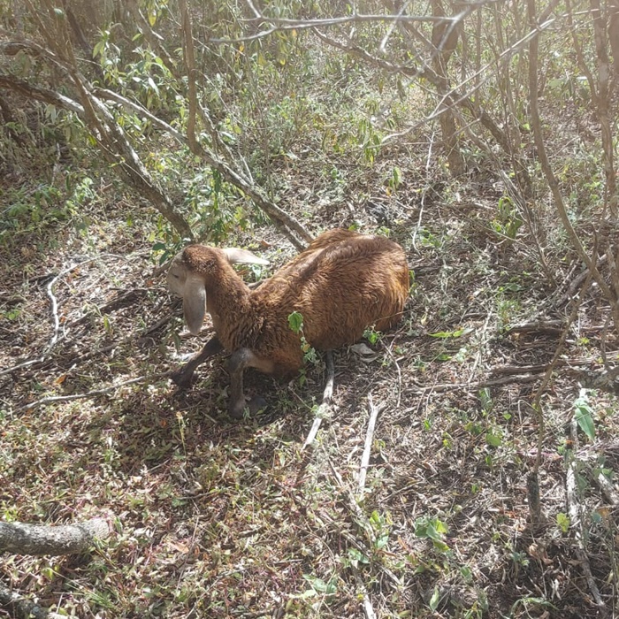 Pelo menos 13 caprinos são mortos durante ataque de cão em Santaluz