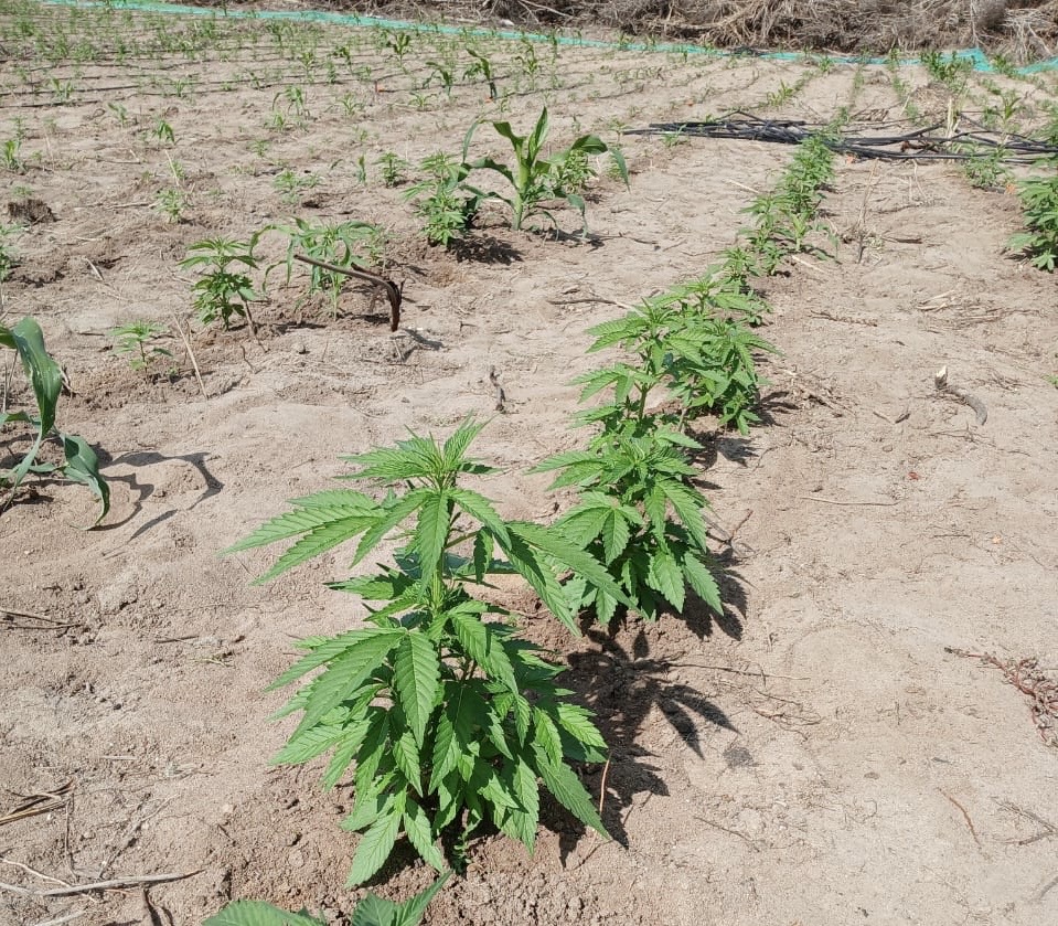 PM acha 30 mil pés de maconha em Senhor do Bonfim