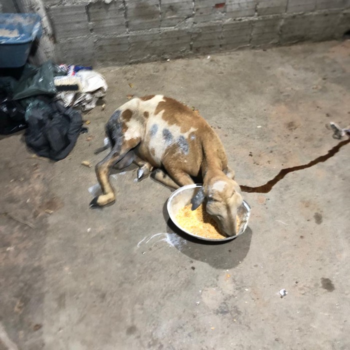 Governo lança programa para controlar população de cães no sisal; veja como vai funcionar e cidades beneficiadas