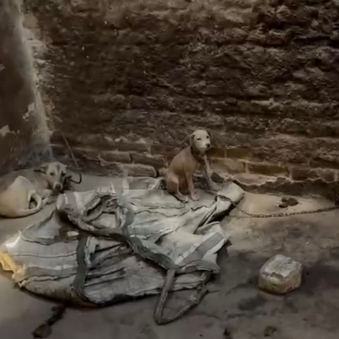 Idoso é preso por maltratar dois cachorros em Cansanção; ASSISTA ÀS IMAGENS