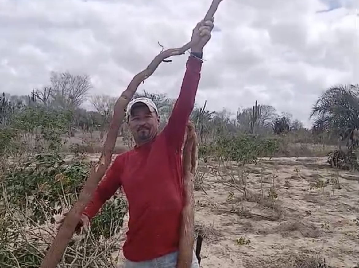 Mandioca gigante em Queimadas: agricultor acha raiz de quase 2,4 metros
