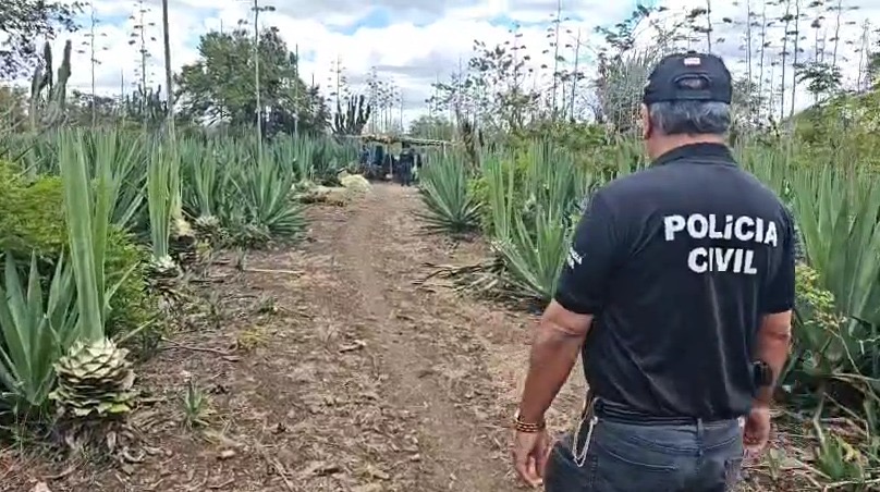 Suspeito de abusar da filha, homem é preso em roça de sisal, na Bahia