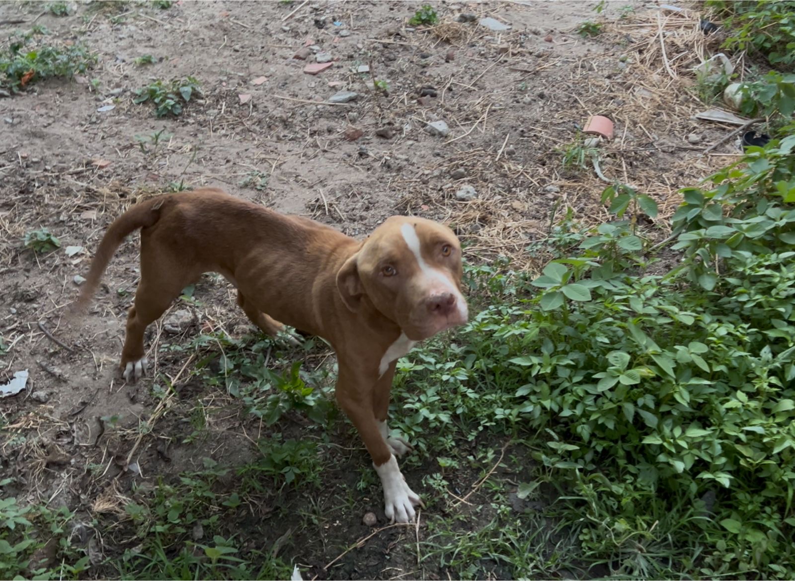 Cachorro que sofria maus-tratos é resgatado pela Polícia Civil em Cansanção