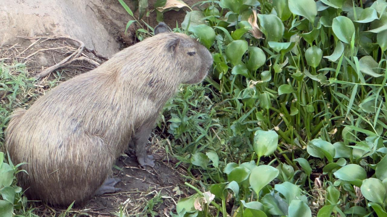 Capivaras são vistas em Queimadas e caso chama a atenção para preservação ambiental